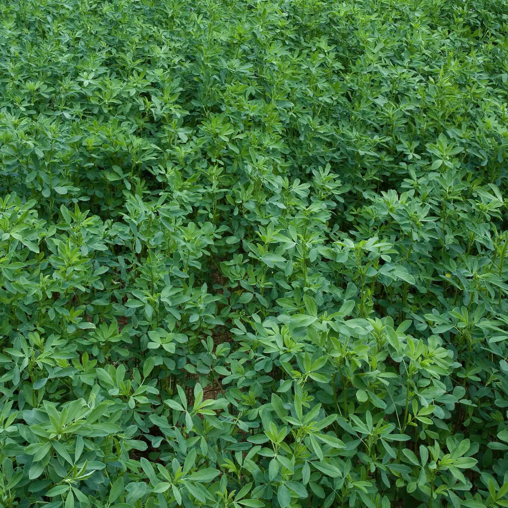 Cultivo de alfalfa para producción forrajera gestionado con soluciones digitales de Vegga.