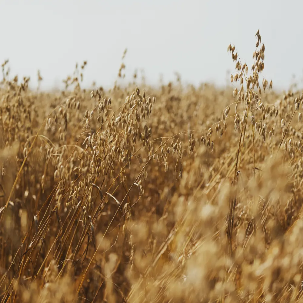 Cultivo de avena para producción agrícola gestionado con soluciones digitales de Vegga.