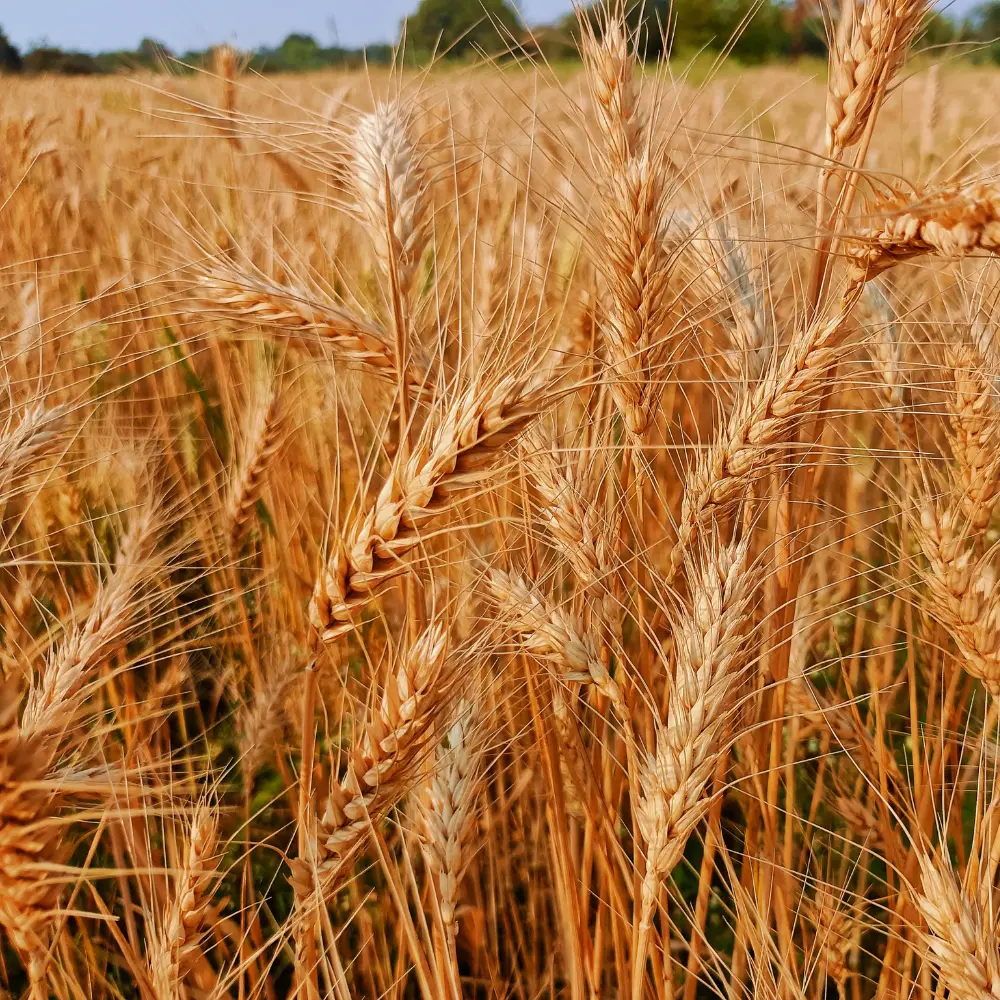 Cultivo de cebada para producción agrícola gestionado con soluciones digitales de Vegga.