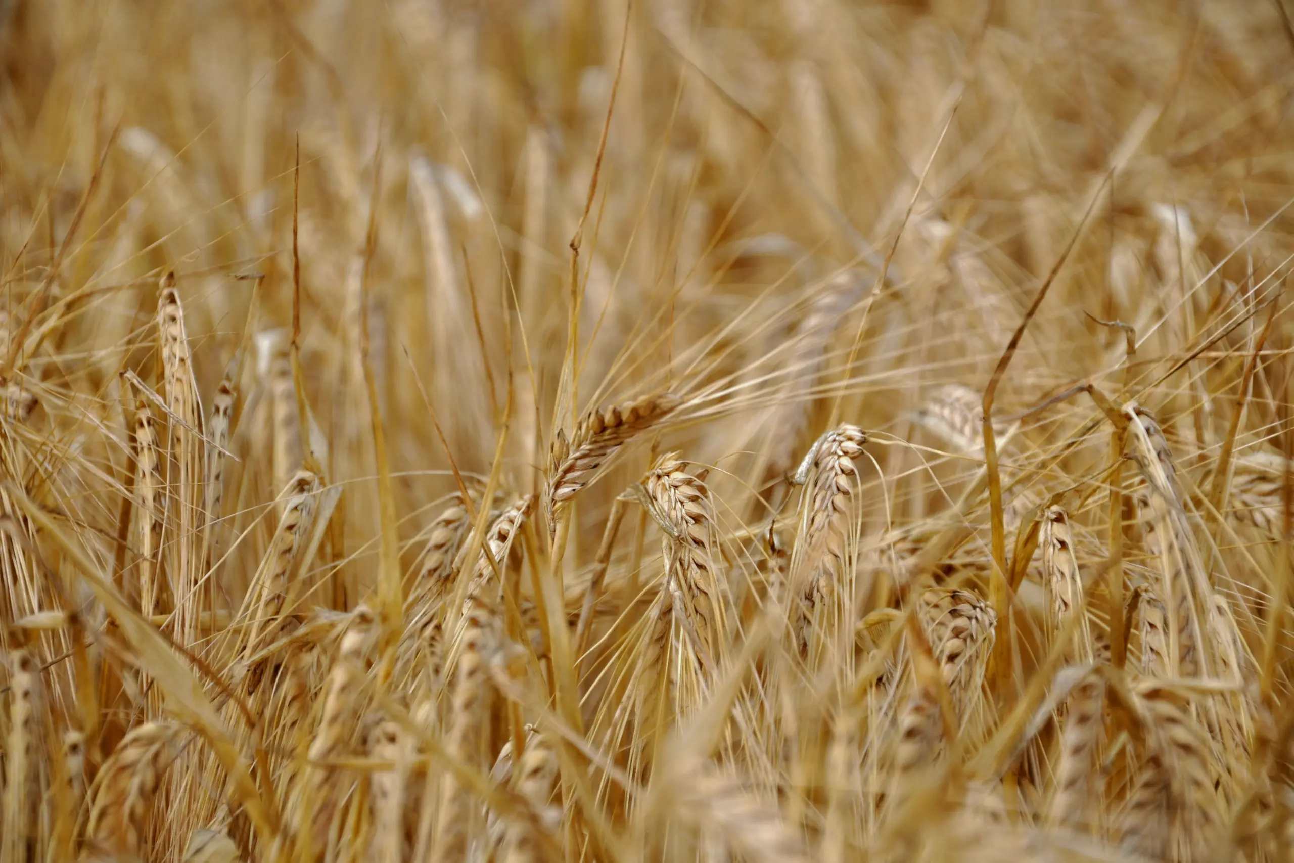 Cultivo de cebada con procesos de digitalización agrícola.