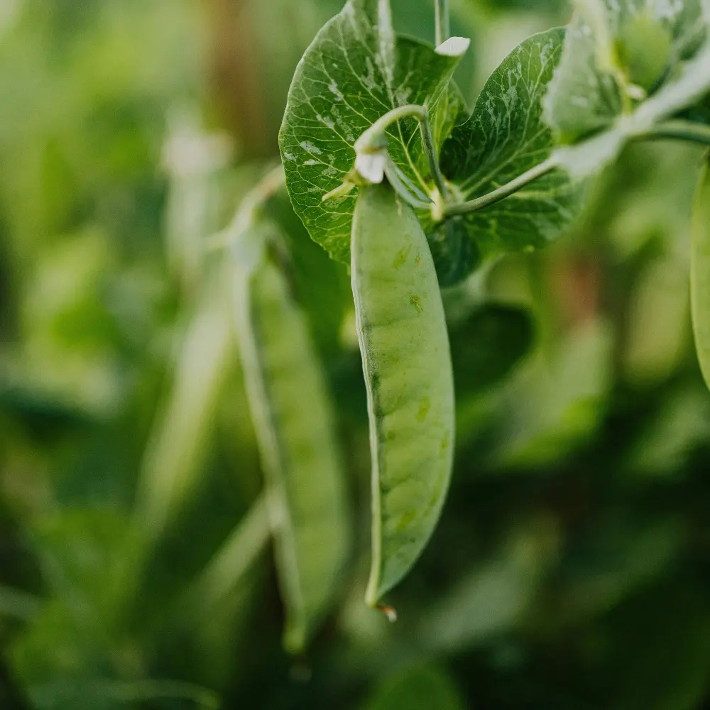 Cultivo de guisantes para producción agrícola gestionado con soluciones digitales de Vegga.