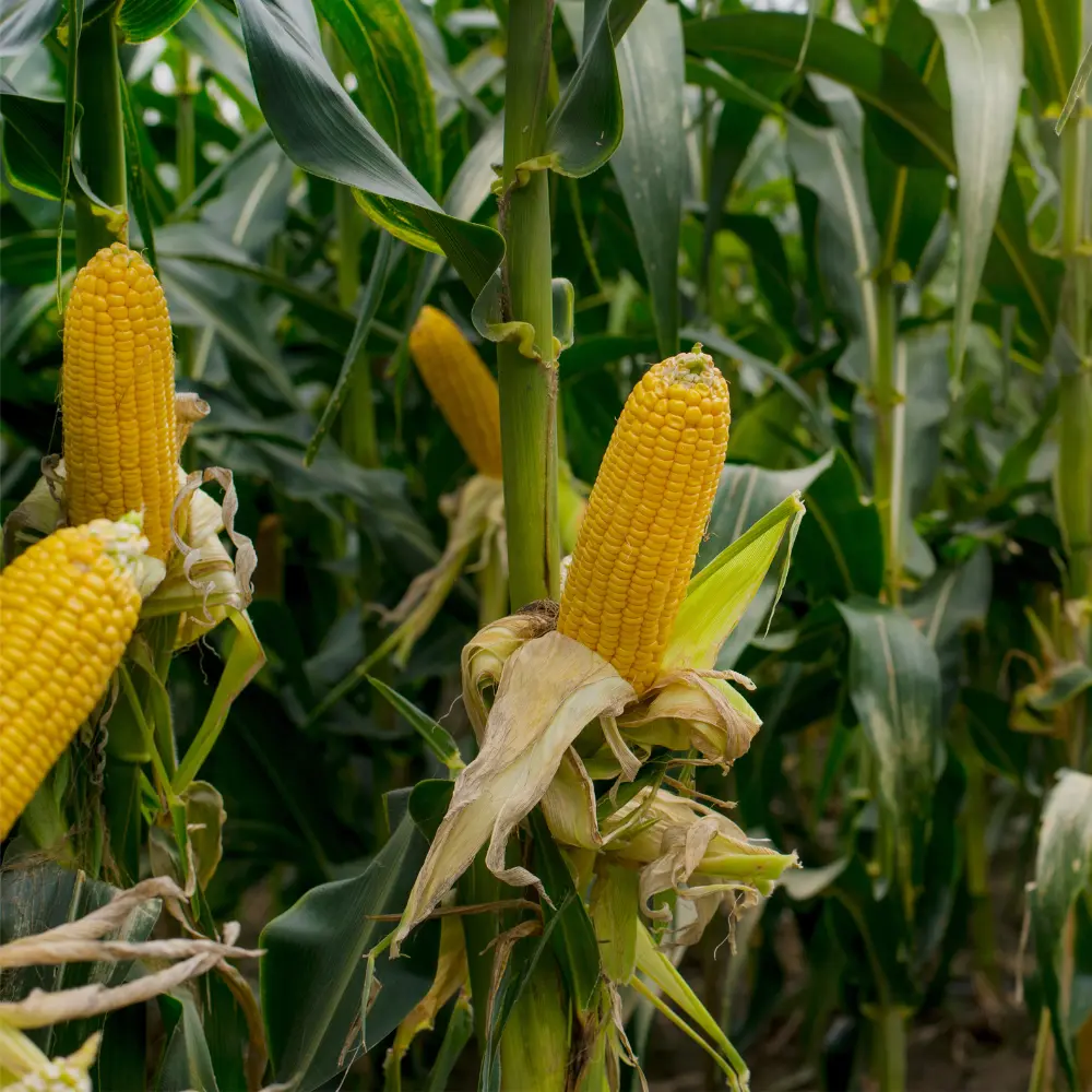 Cultivo de maíz para producción agrícola gestionado con soluciones digitales de Vegga.