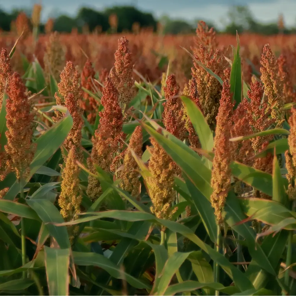 Cultivo de sorgo para producción agrícola gestionado con soluciones digitales de Vegga.