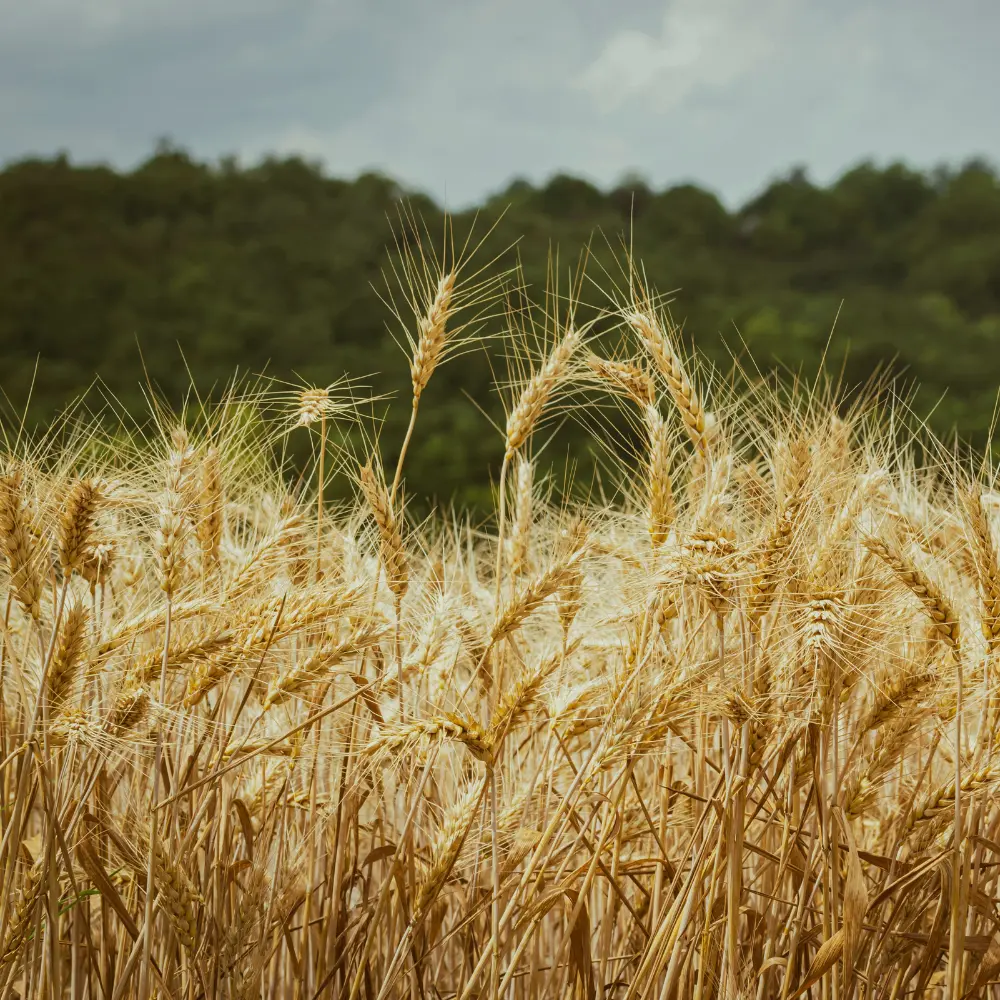 Cultivo de trigo para producción agrícola gestionado con soluciones digitales de Vegga.
