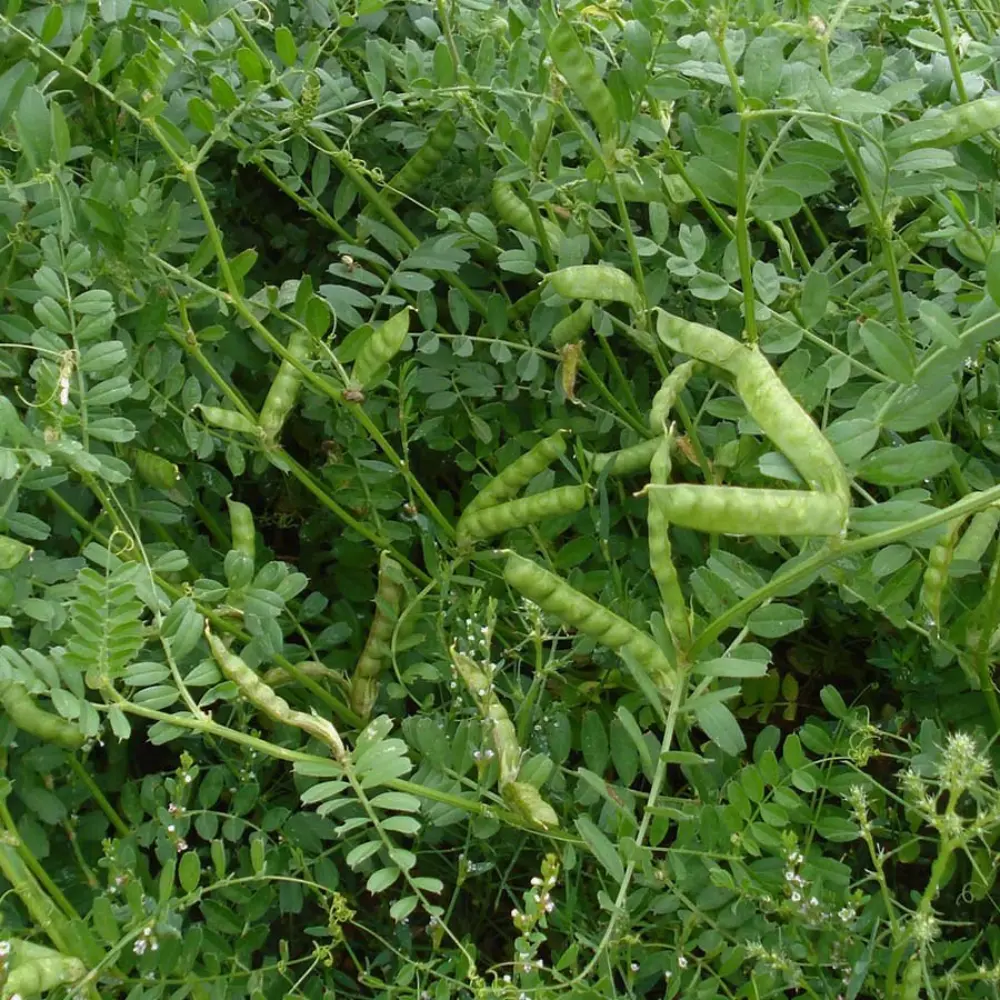 Cultivo de veza para alimentación animal y mejora del suelo gestionado con soluciones agrícolas de Vegga.