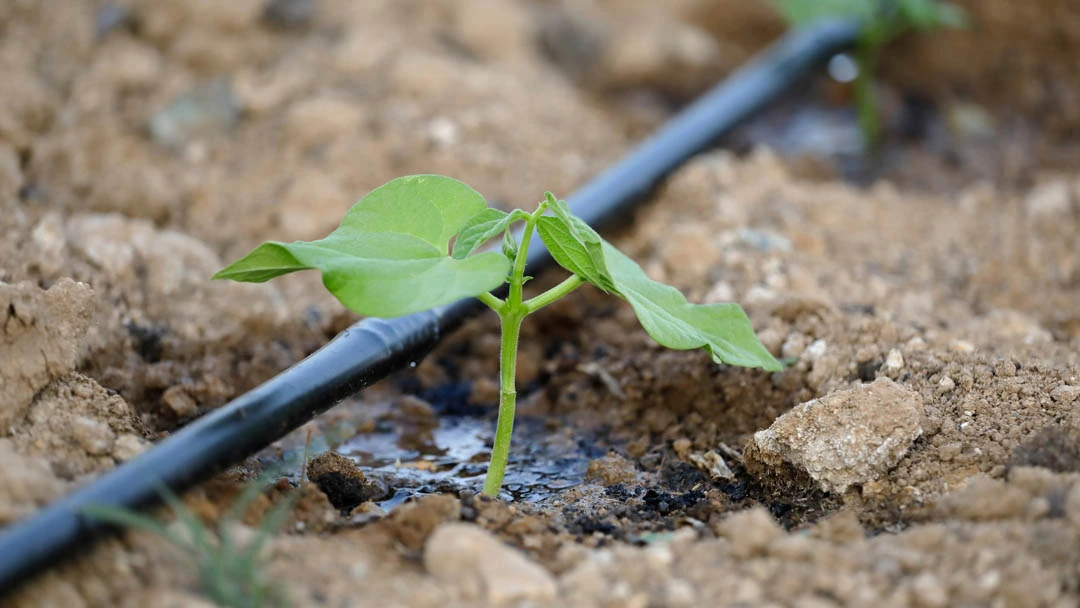 Riego por pulsos como técnica innovadora para optimizar el uso del agua en agricultura.