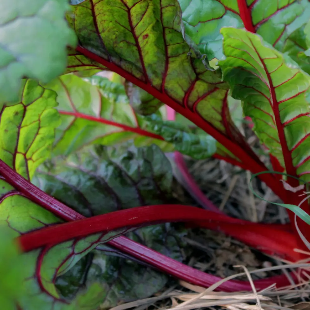 Cultivo de acelgas gestionado con soluciones digitales de Vegga para optimizar el riego, la nutrición y la producción de acelgas.