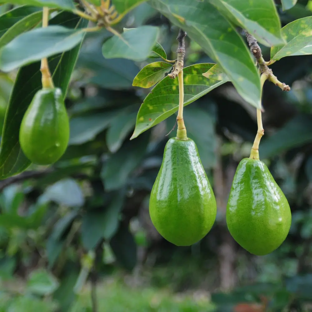 Cultivo de aguacate gestionado con soluciones digitales de Vegga para optimizar el riego, la nutrición y la producción de fruta.