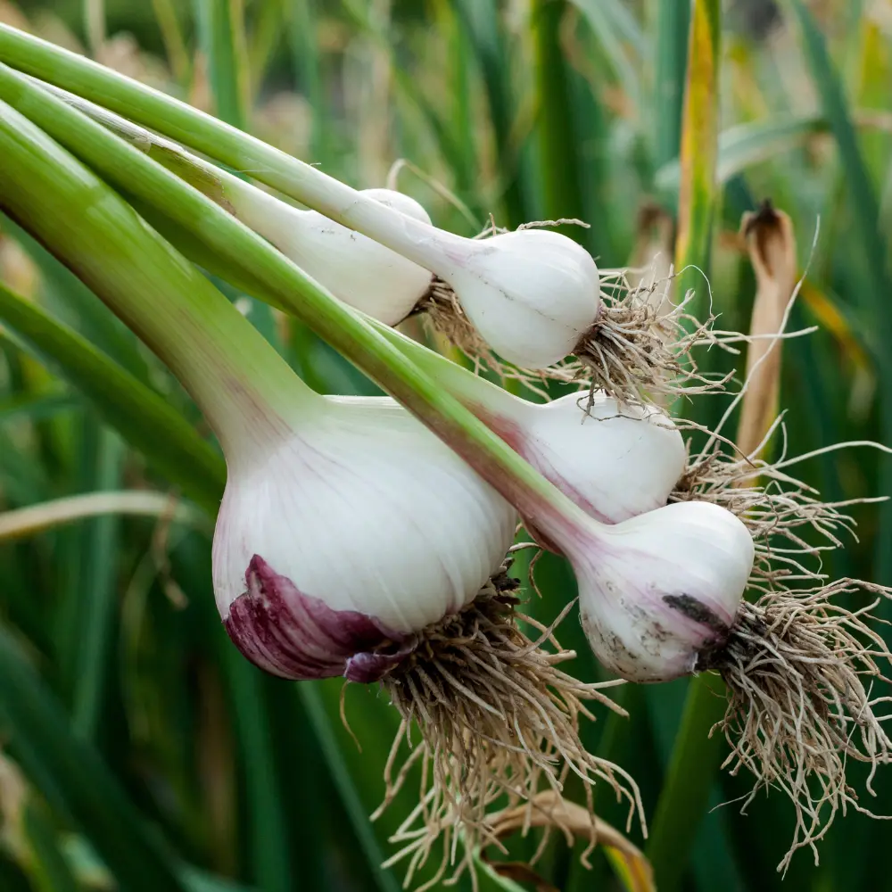 Cultivo de ajo gestionado con soluciones digitales de Vegga para optimizar el riego, la nutrición y la producción de ajos.