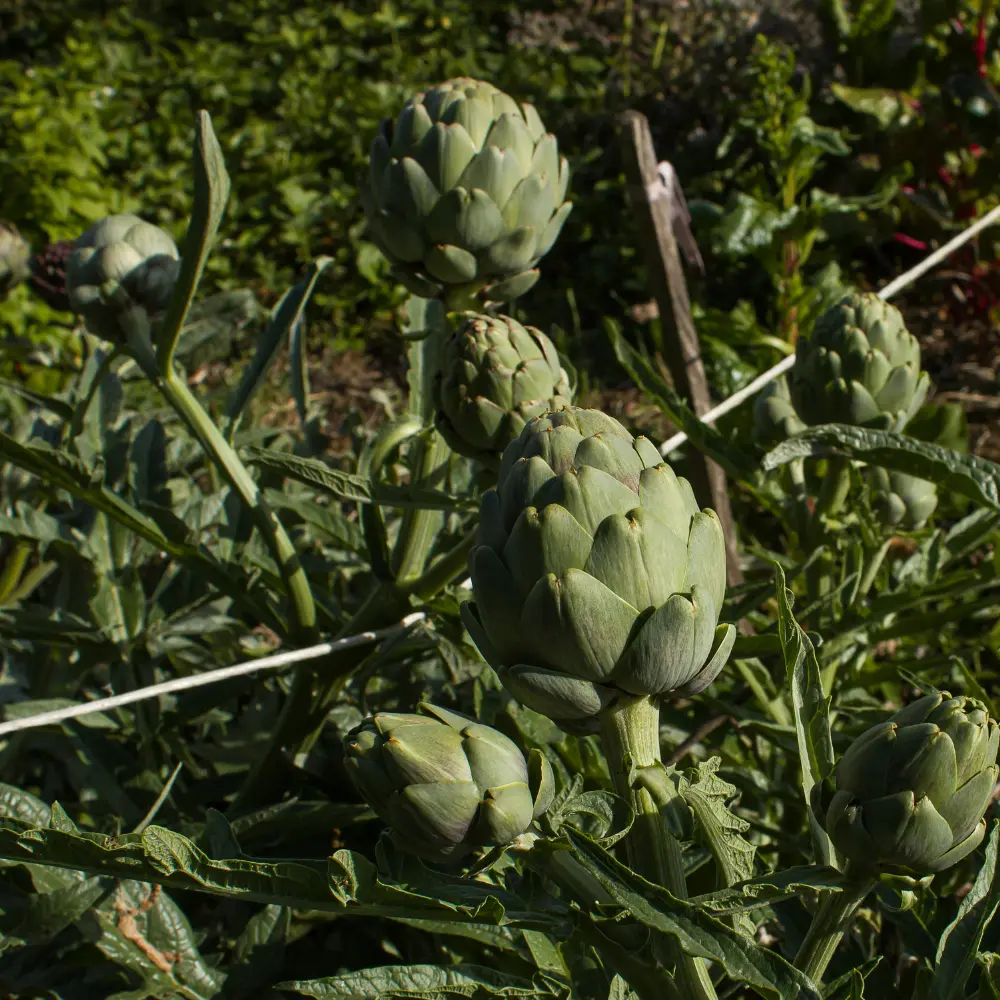 Cultivo de alcachofas gestionado con soluciones digitales de Vegga para optimizar el riego, la nutrición y la producción de alcachofas.