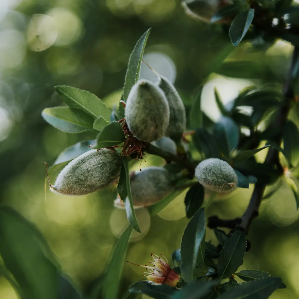 Cultivo de almendro gestionado con soluciones digitales de Vegga para optimizar el riego, la nutrición y la producción de almendras.