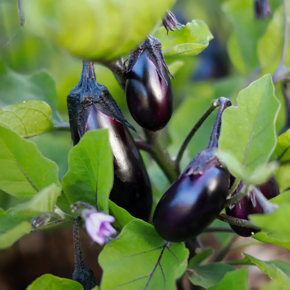 Cultivo de berenjena gestionado con soluciones digitales de Vegga para optimizar el riego, la nutrición y la producción de berenjenas.