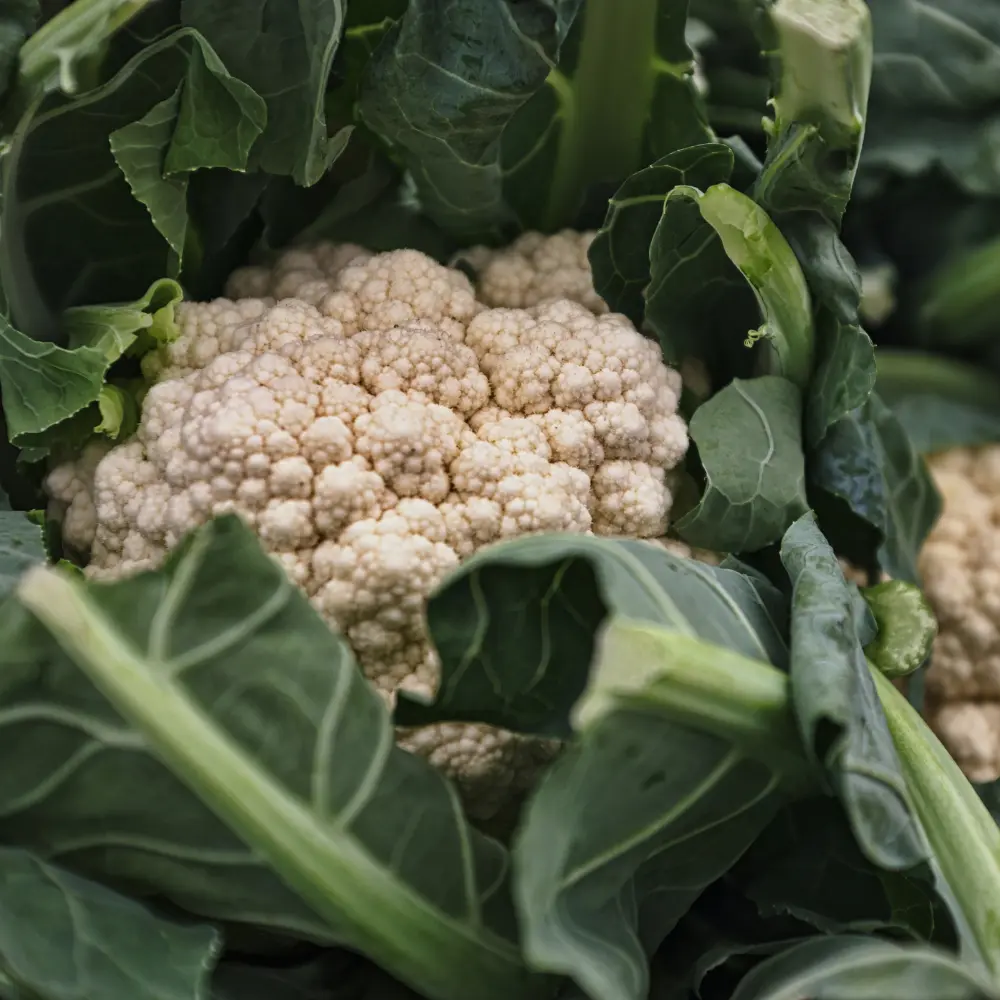 Cultivo de brásicas gestionado con soluciones digitales de Vegga para optimizar el riego, la nutrición y la producción de hortalizas.
