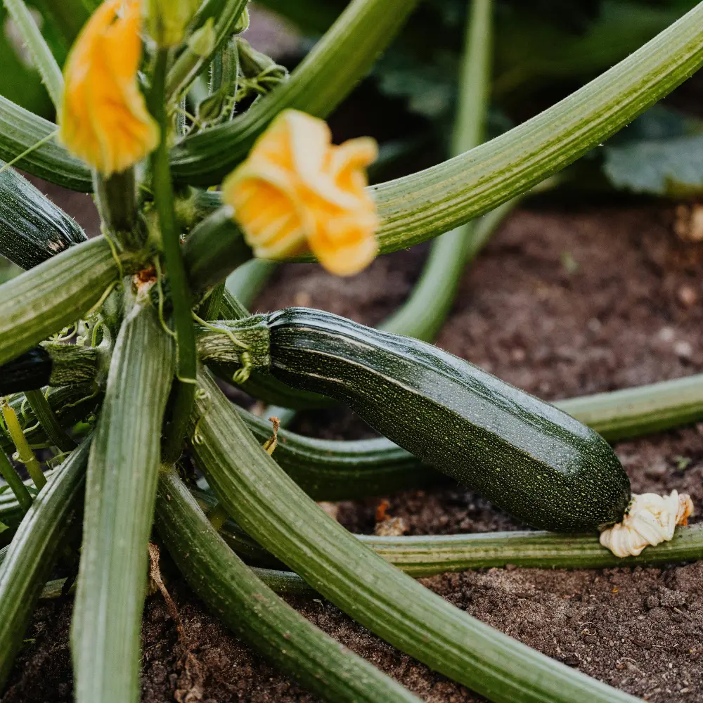 Cultivo de calabacín gestionado con soluciones digitales de Vegga para optimizar el riego, la nutrición y la producción de calabacines.