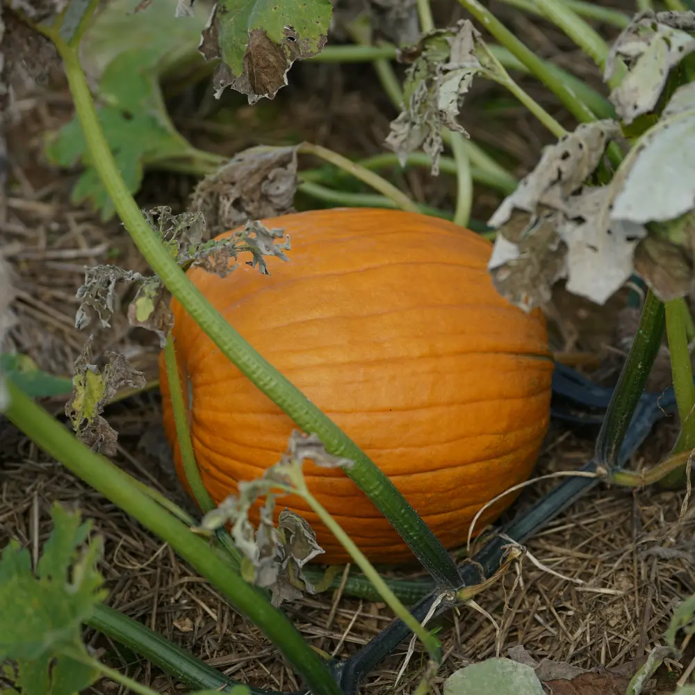 Cultivo de calabaza gestionado con soluciones digitales de Vegga para optimizar el riego, la nutrición y la producción de calabazas.