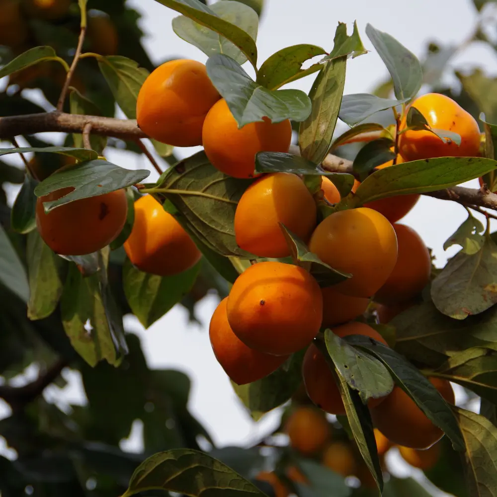 Cultivo de caqui gestionado con soluciones digitales de Vegga para optimizar el riego, la nutrición y la producción frutal.