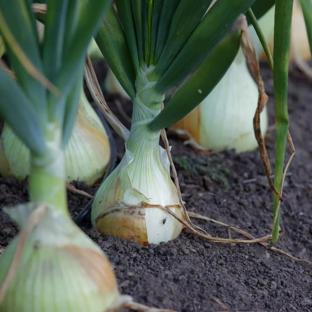 Cultivo de cebolla gestionado con soluciones digitales de Vegga para optimizar el riego, la nutrición y la producción de cebollas.