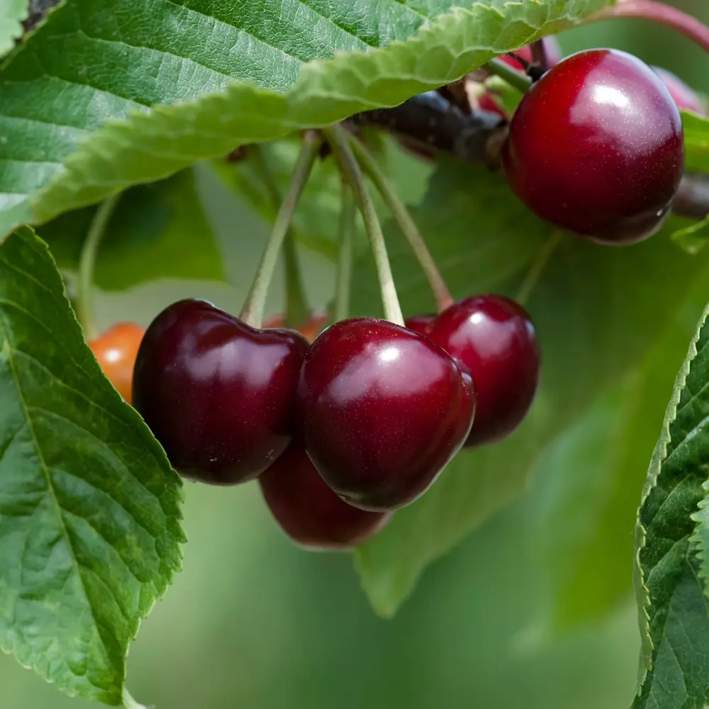 Cultivo de cerezo gestionado con soluciones digitales de Vegga para optimizar el riego, la nutrición y la producción de cerezas.