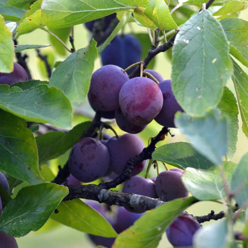 Cultivo de ciruelo gestionado con soluciones digitales de Vegga para optimizar el riego, la nutrición y la producción de fruta.