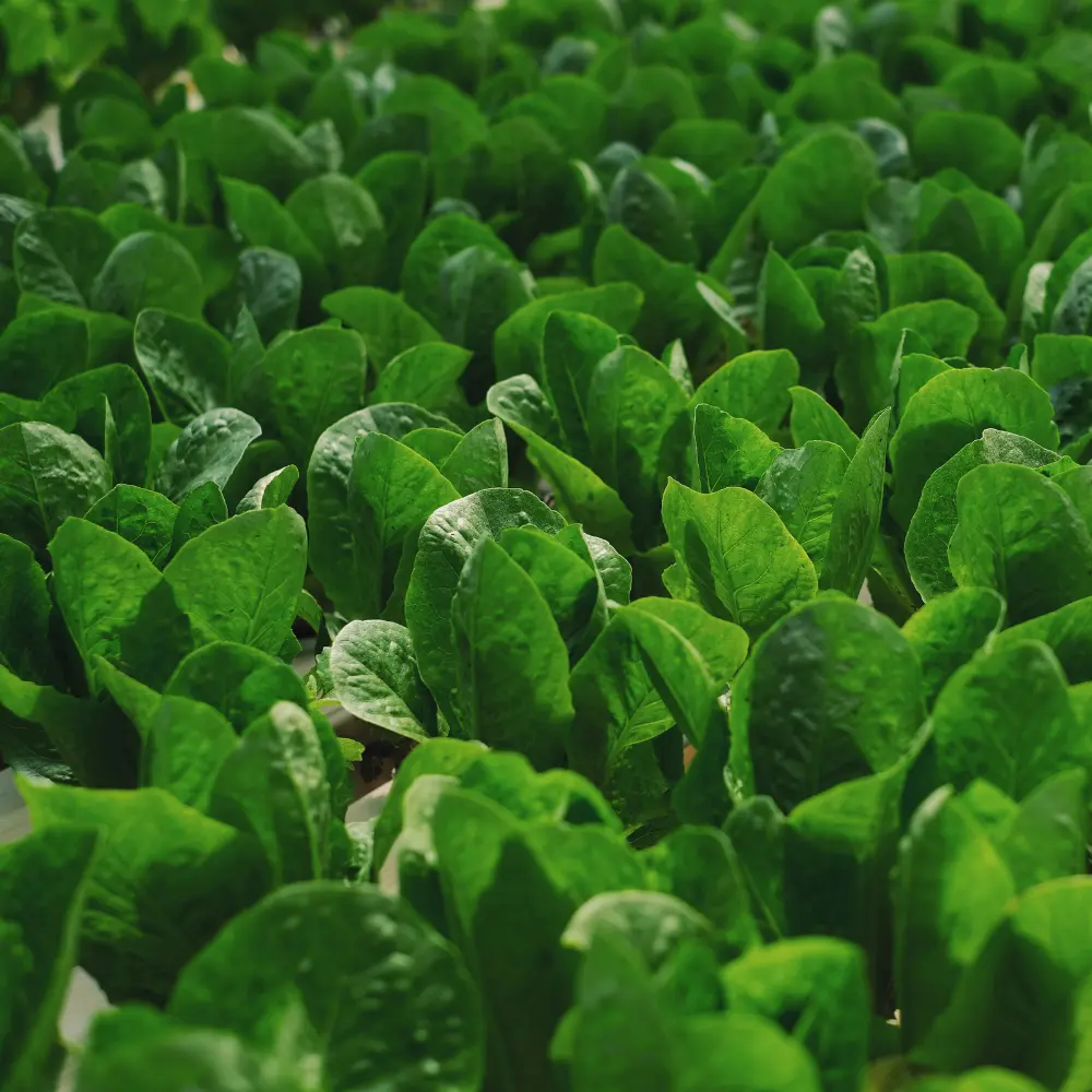 Cultivo de espinaca gestionado con soluciones digitales de Vegga para optimizar el riego, la nutrición y la producción de espinacas.