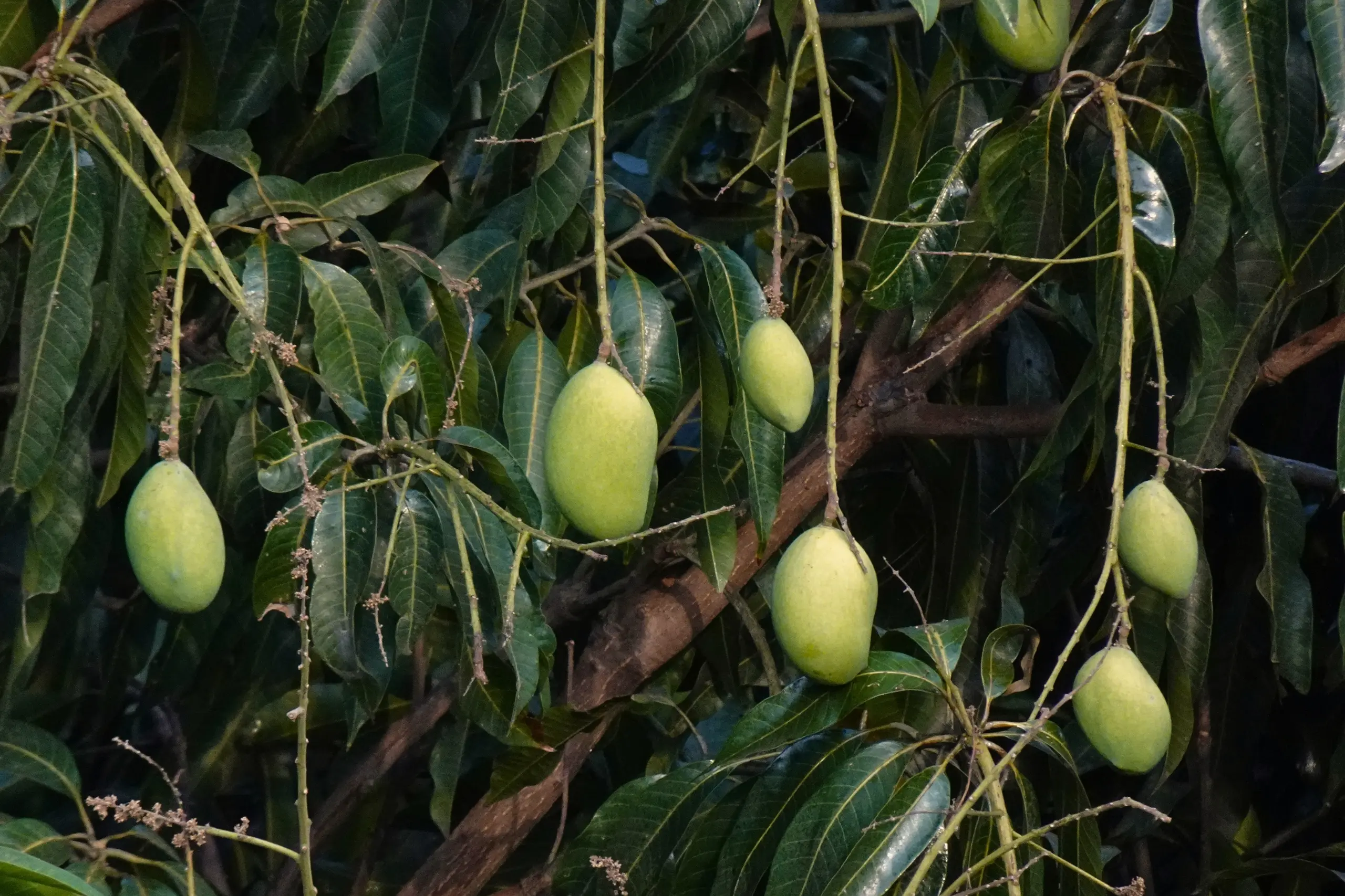Cultivo de frutales tropicales gestionado con soluciones digitales de Vegga.