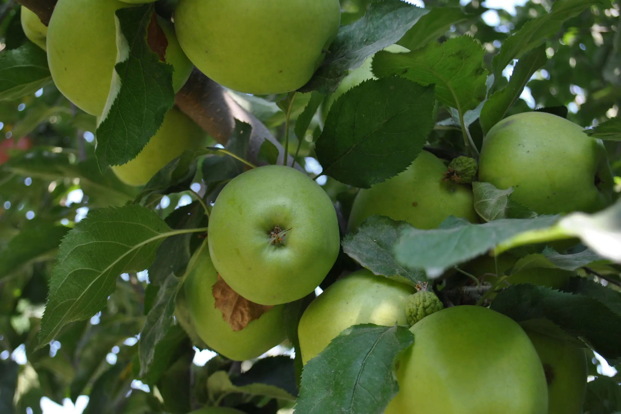 Cultivo de frutas de hueso gestionado con soluciones digitales de Vegga.