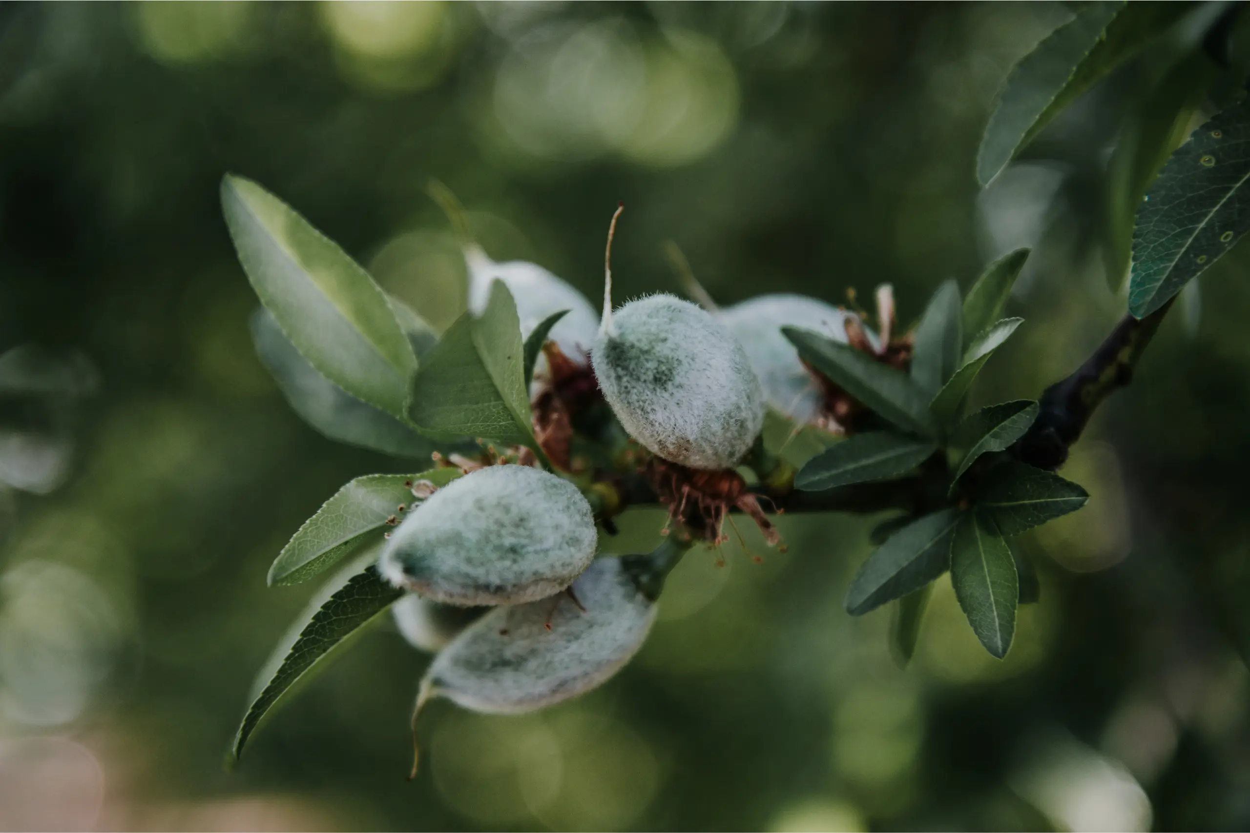 Cultivo de almendro en producción de frutos secos gestionado con Vegga.