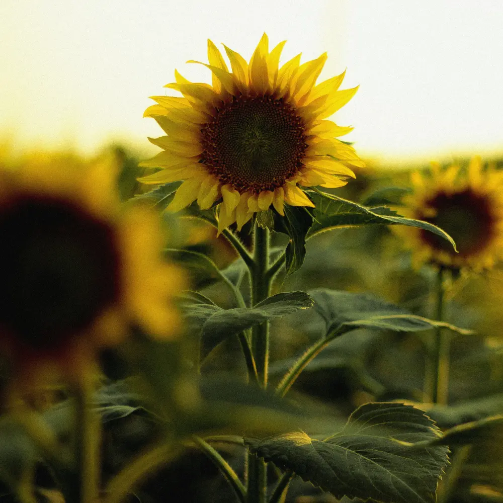 Cultivo de girasol gestionado con soluciones digitales de Vegga para optimizar el riego, la nutrición y la producción de girasol.