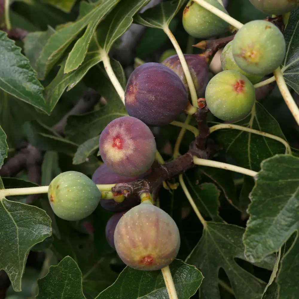 Cultivo de higuera gestionado con soluciones digitales de Vegga para optimizar el riego, la nutrición y la producción de higos.