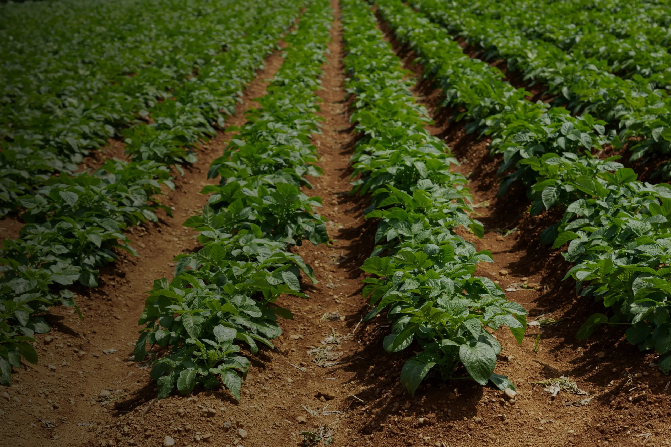 Cultivo de hortalizas de raíces, tubérculos y bulbos gestionado con soluciones agrícolas de Vegga.