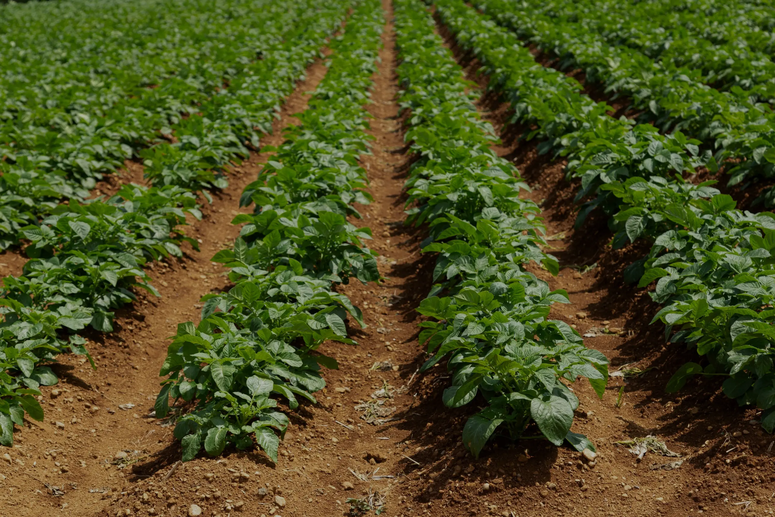 Cultivos de hortalizas, raíces y tubérculos gestionados con soluciones digitales de Vegga para optimizar el riego, la nutrición y la productividad agrícola.