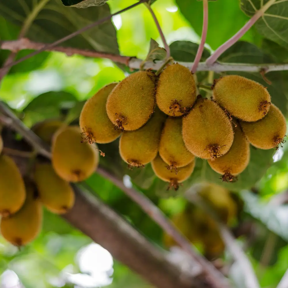 Cultivo de kiwi gestionado con soluciones digitales de Vegga para optimizar el riego, la nutrición y la producción agrícola.