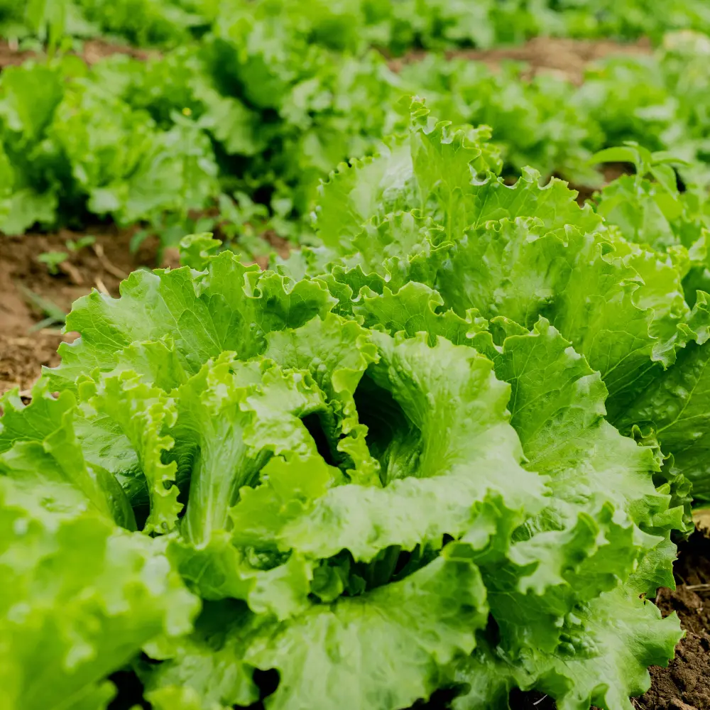 Cultivo de lechuga gestionado con soluciones digitales de Vegga para optimizar el riego, la nutrición y la producción de lechugas.