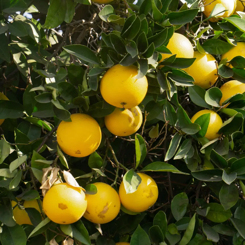 Cultivo de limonero gestionado con soluciones digitales de Vegga para optimizar el riego, la nutrición y la producción de limones.