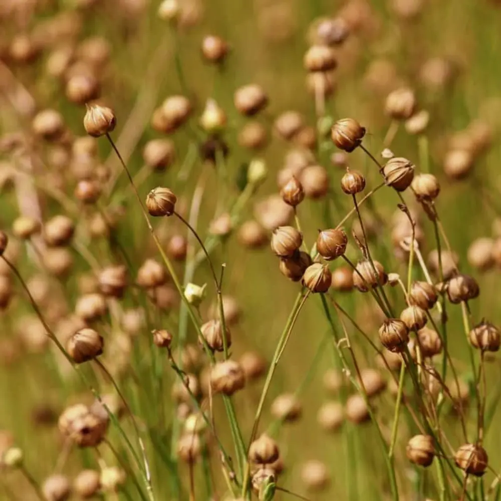Cultivo de lino gestionado con soluciones digitales de Vegga para optimizar el riego, la nutrición y la producción de lino.