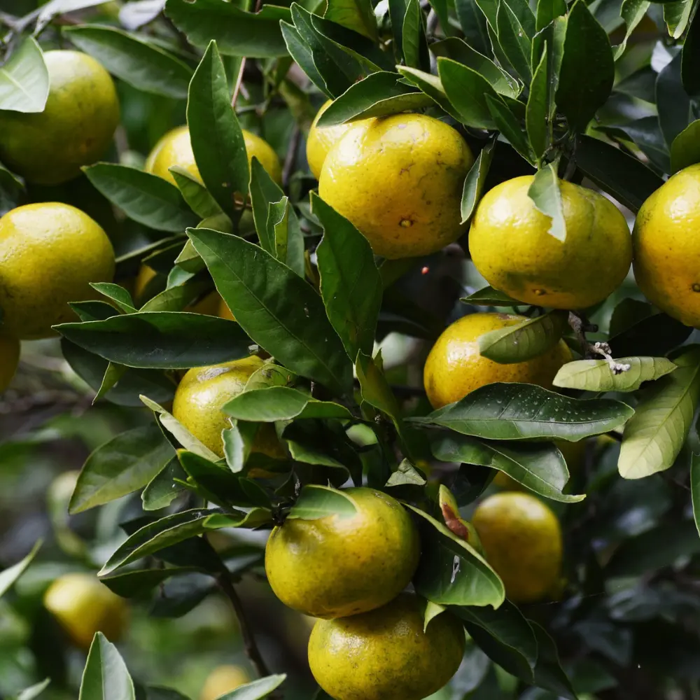 Cultivo de mandarino gestionado con soluciones digitales de Vegga para optimizar el riego, la nutrición y la producción de mandarinas.