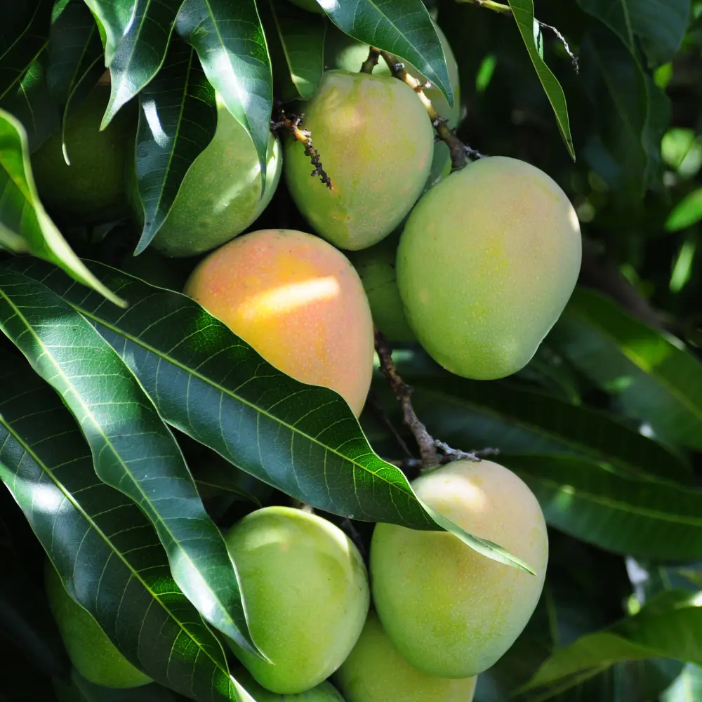 Cultivo de mango gestionado con soluciones digitales de Vegga para optimizar el riego, la nutrición y la producción de fruta tropical.