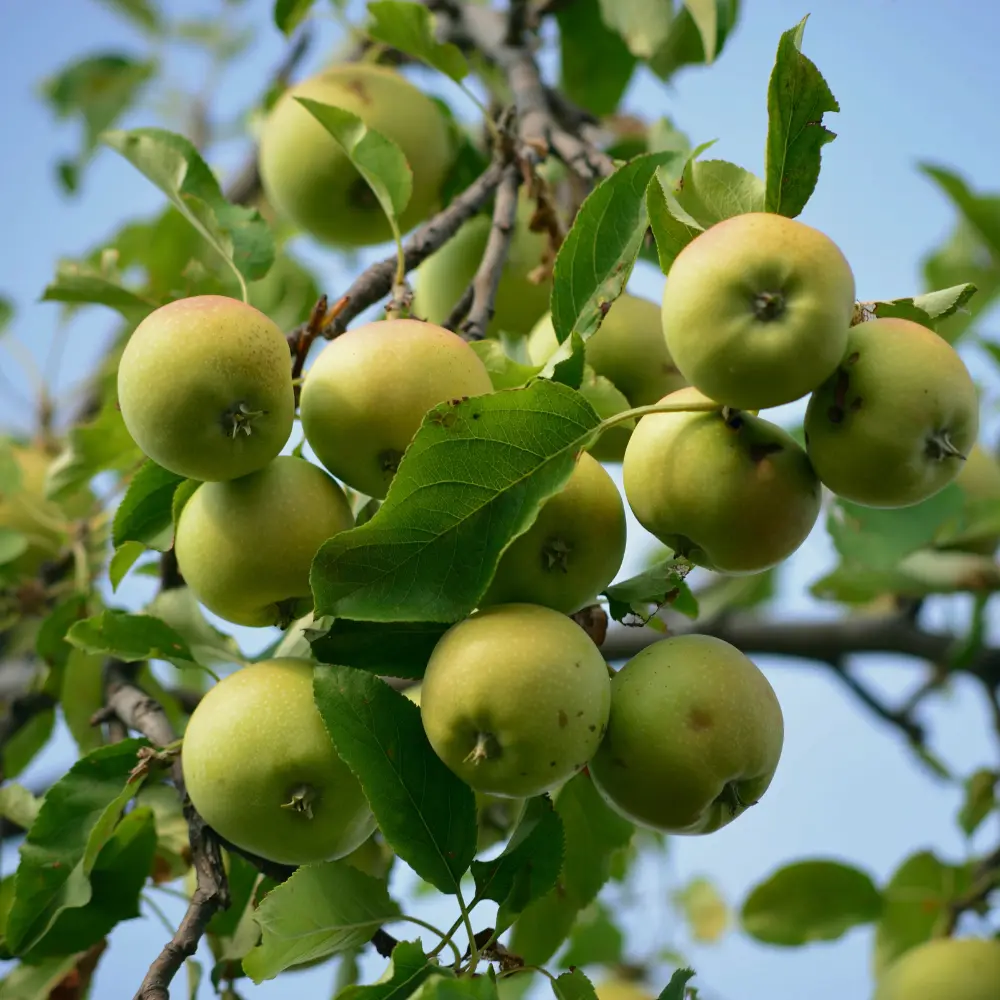 Cultivo de manzano gestionado con soluciones digitales de Vegga para optimizar el riego, la nutrición y la producción de manzanas.