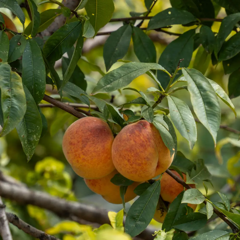 Cultivo de melocotonero gestionado con soluciones digitales de Vegga para optimizar el riego, la nutrición y la producción de melocotones.