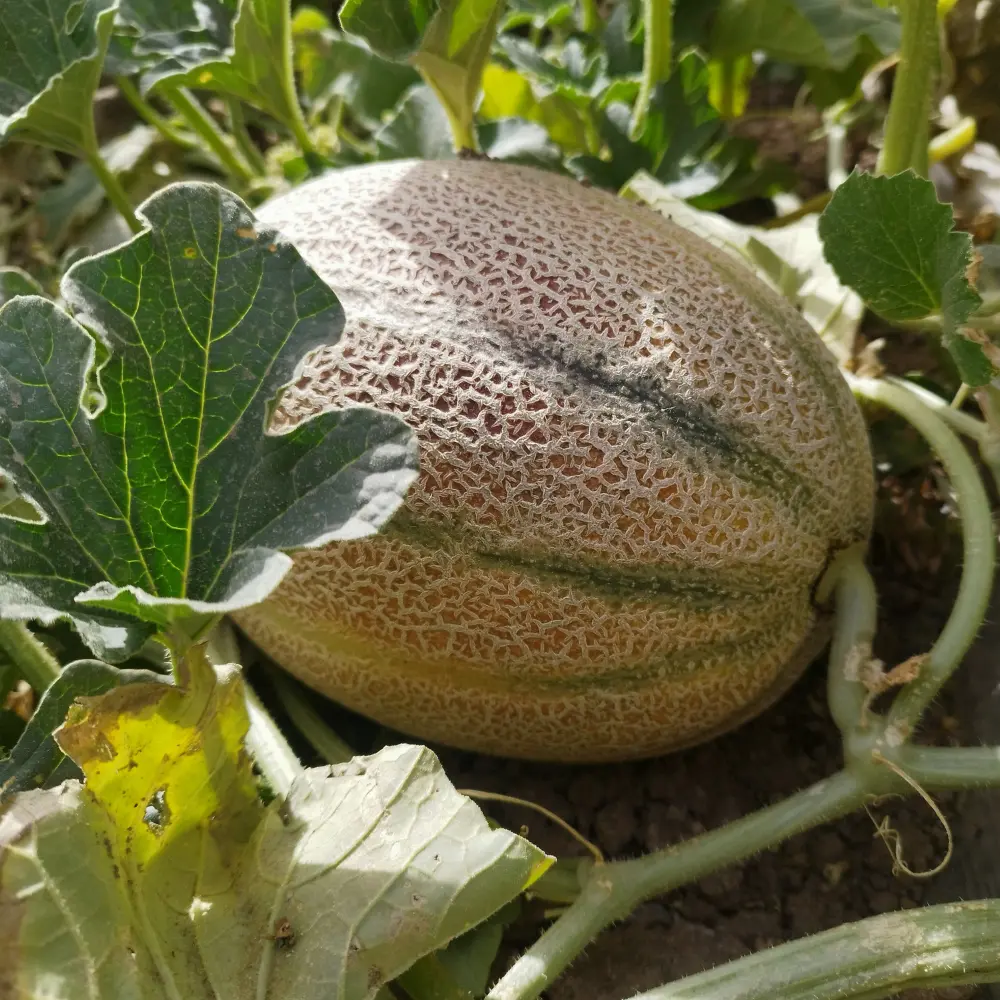 Cultivo de melón gestionado con soluciones digitales de Vegga para optimizar el riego, la nutrición y la producción de melones.
