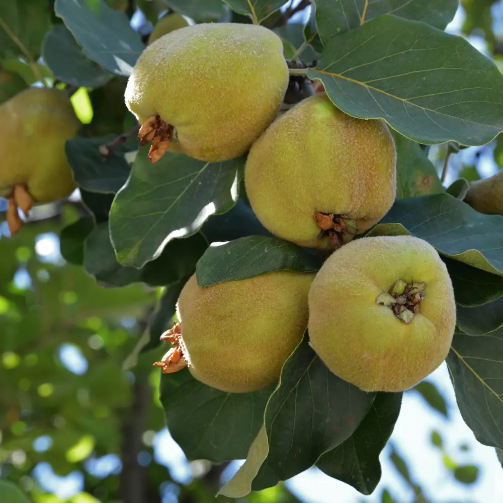 Cultivo de membrillero gestionado con soluciones digitales de Vegga para optimizar el riego, la nutrición y la producción de frutos.