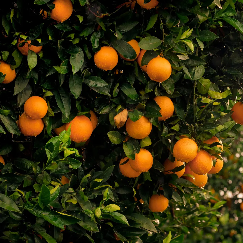 Cultivo de naranjo gestionado con soluciones digitales de Vegga para optimizar el riego, la nutrición y la producción de naranjas.
