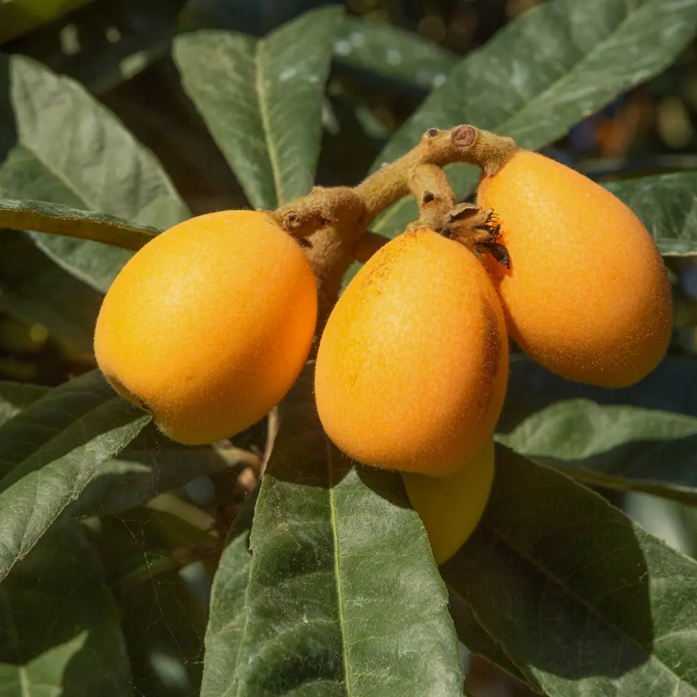 Cultivo de níspero gestionado con soluciones digitales de Vegga para optimizar el riego, la nutrición y la producción frutal.