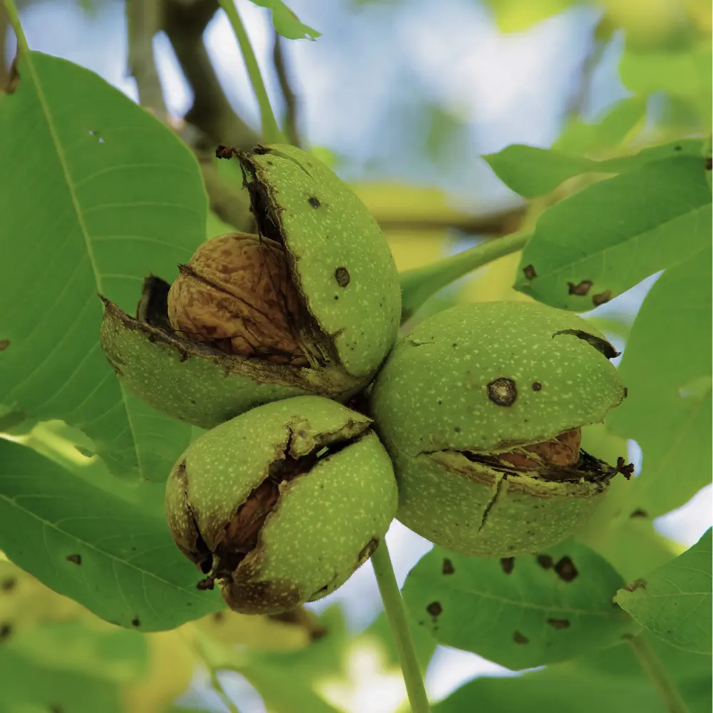 Cultivo de nogal gestionado con soluciones digitales de Vegga para optimizar el riego, la nutrición y la producción de nueces.