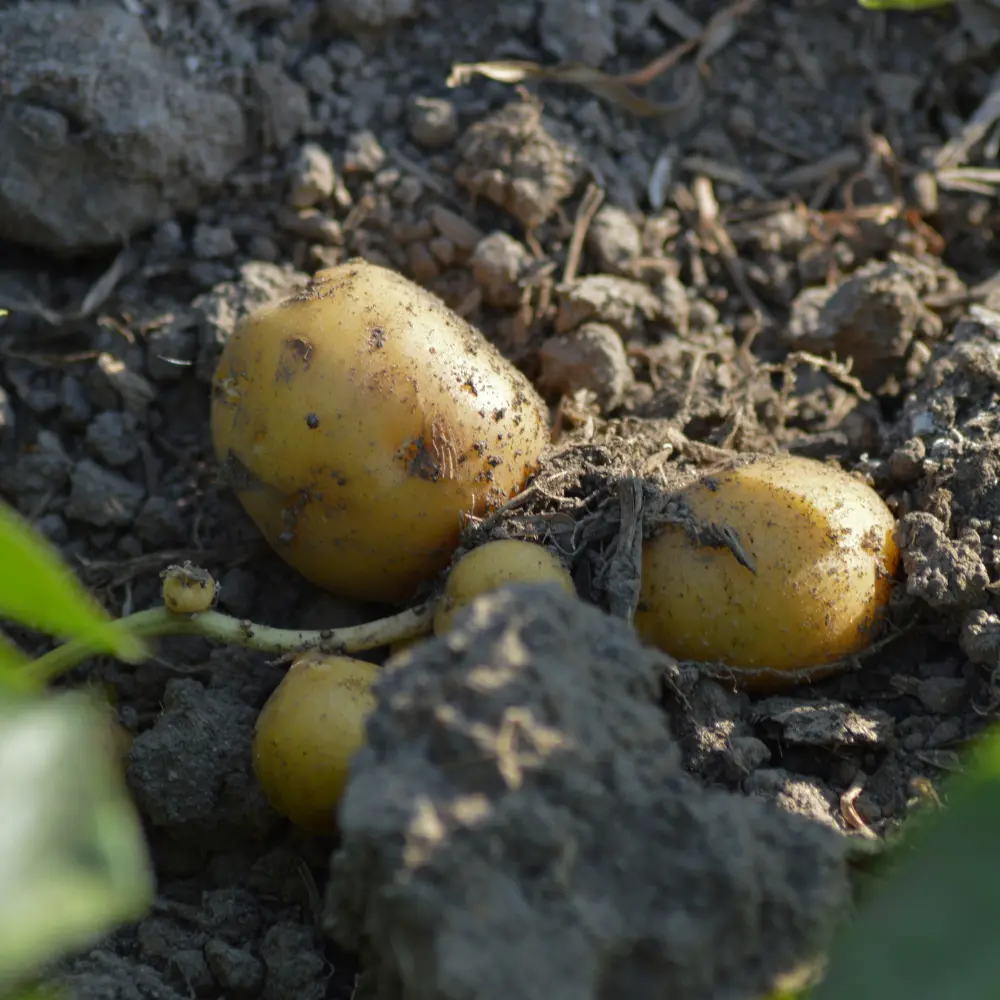 Cultivo de patatas gestionado con soluciones digitales de Vegga para optimizar el riego, la nutrición y la producción de patatas.