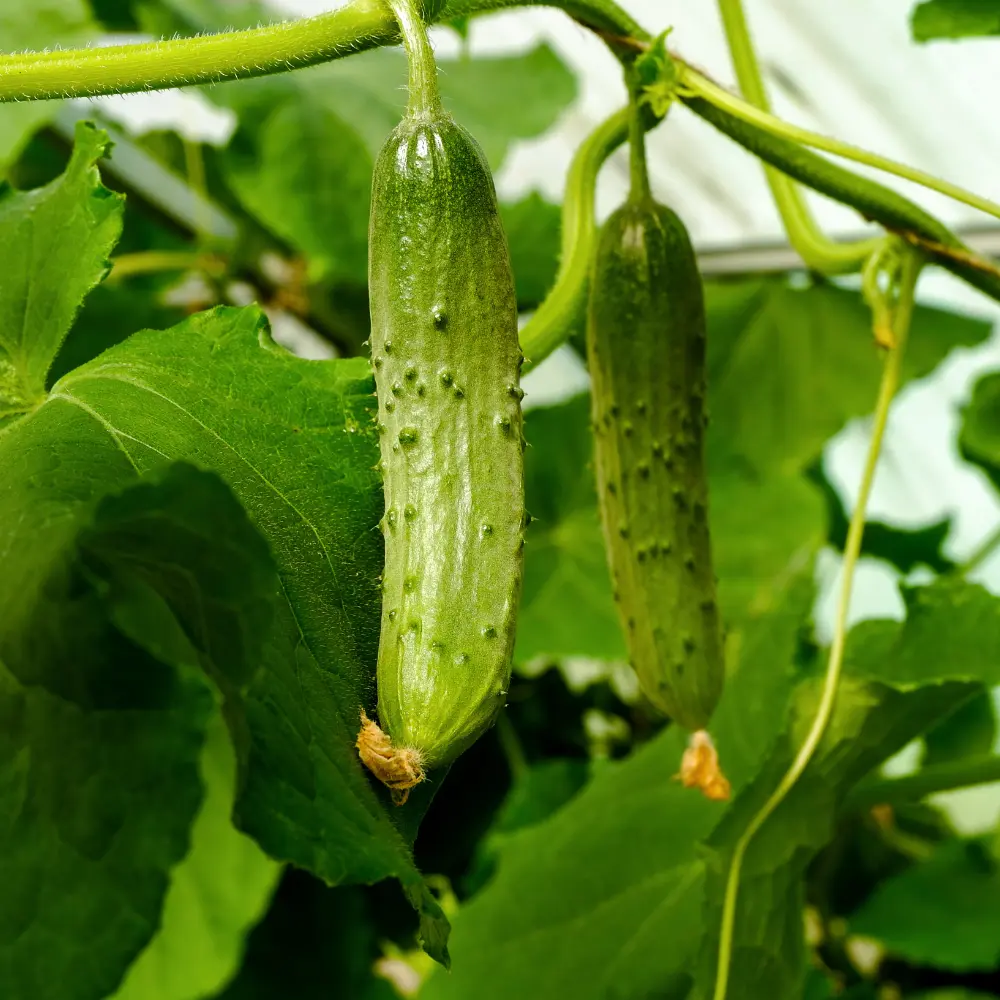 Cultivo de pepino gestionado con soluciones digitales de Vegga para optimizar el riego, la nutrición y la producción de pepinos.