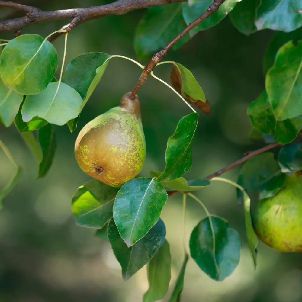 Cultivo de peral gestionado con soluciones digitales de Vegga para optimizar el riego, la nutrición y la producción de peras.