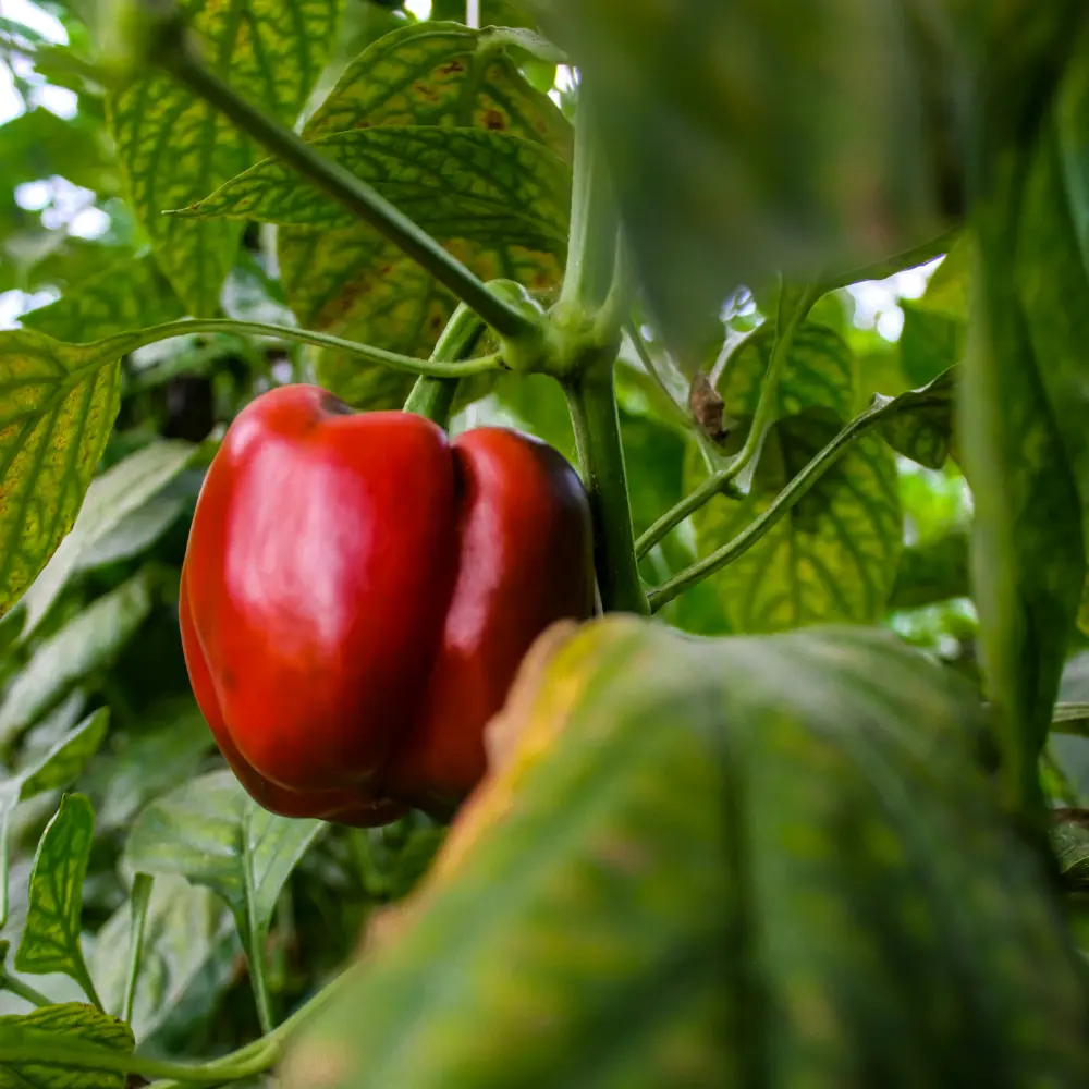 Cultivo de pimiento gestionado con soluciones digitales de Vegga para optimizar el riego, la nutrición y la producción de pimientos.