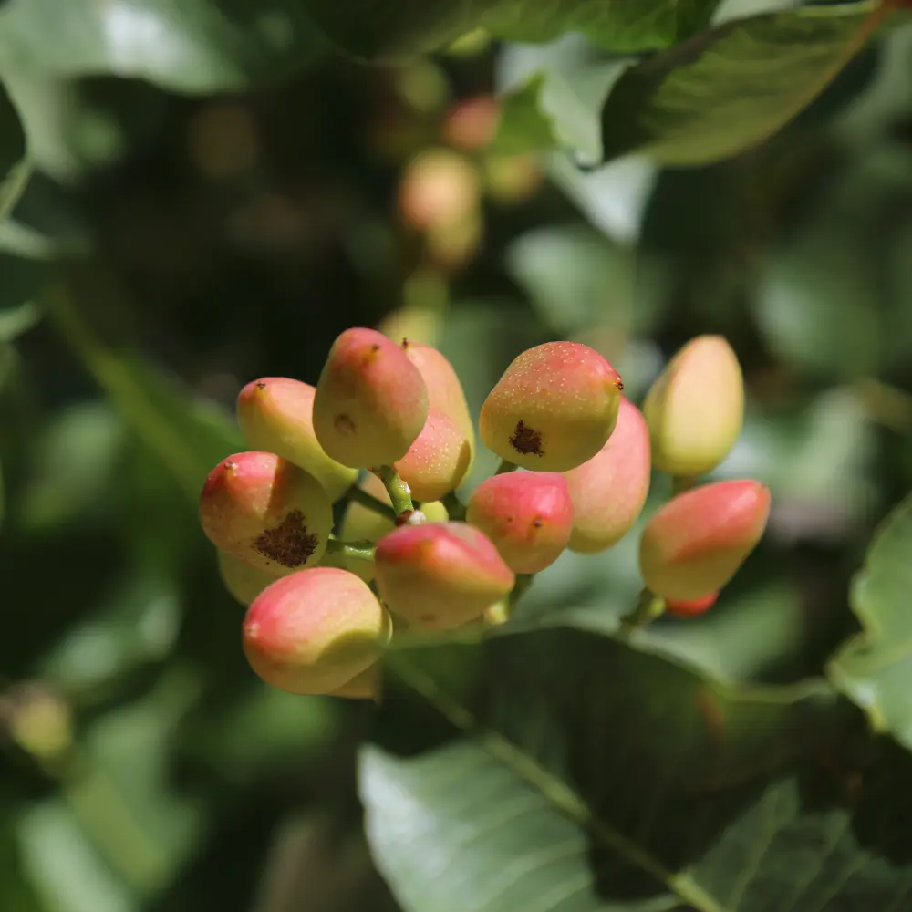 Cultivo de pistacho gestionado con soluciones digitales de Vegga para optimizar el riego, la nutrición y la producción de pistachos.