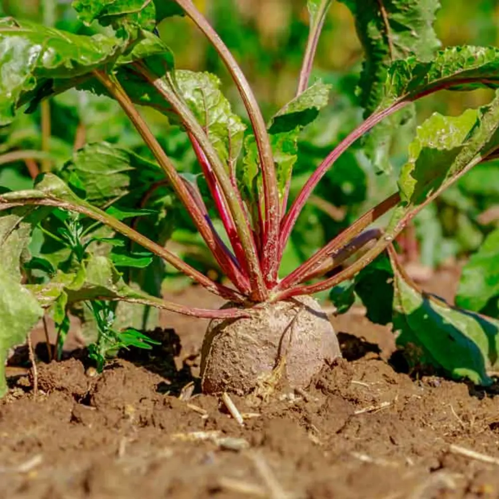 Cultivo de remolacha azucarera gestionado con soluciones digitales de Vegga para optimizar el riego, la nutrición y la producción de remolacha azucarera.